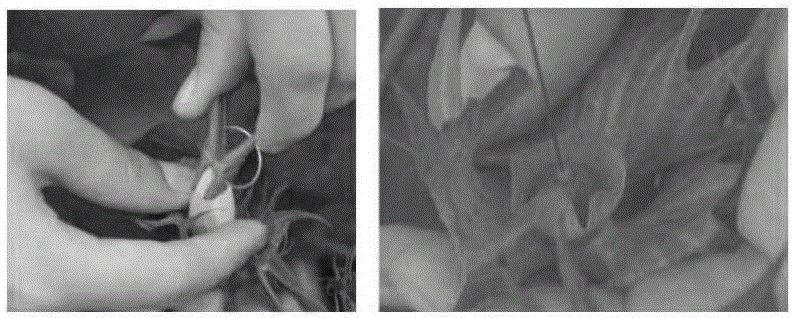 Application of arabidopsis AtACS2 gene in cotton drought resisting and early maturing