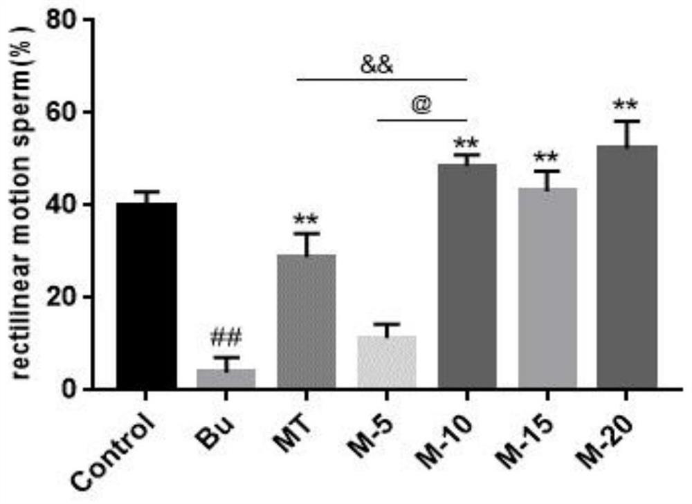 Application of maca extract and maca polysaccharide in preparation of product for treating spermatogenesis dysfunction diseases