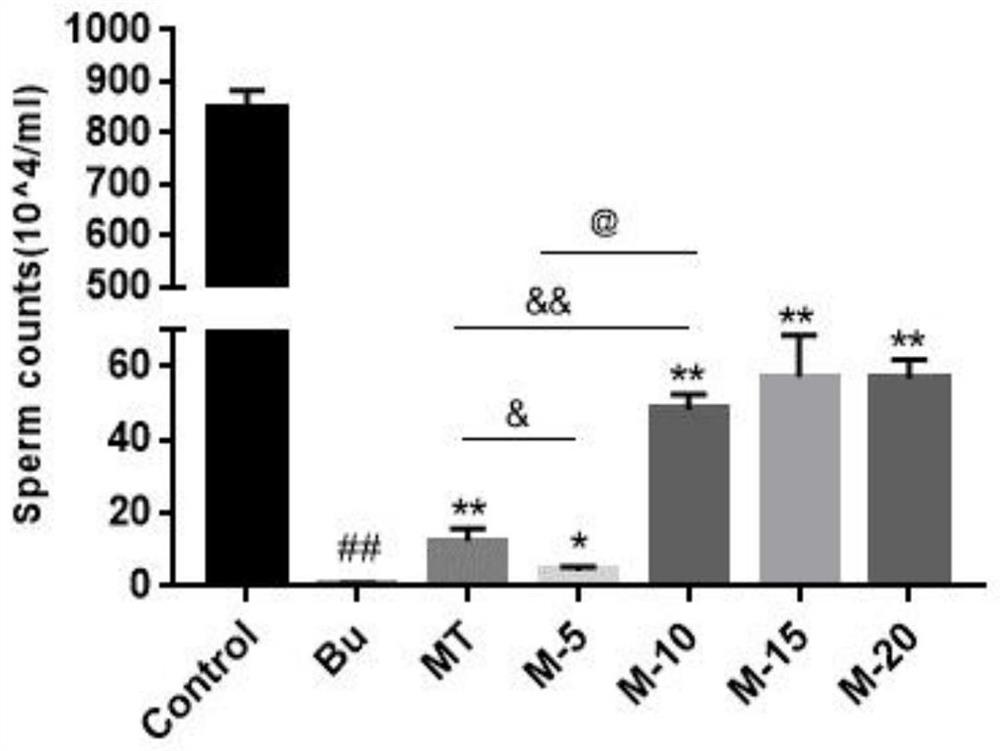 Application of maca extract and maca polysaccharide in preparation of product for treating spermatogenesis dysfunction diseases