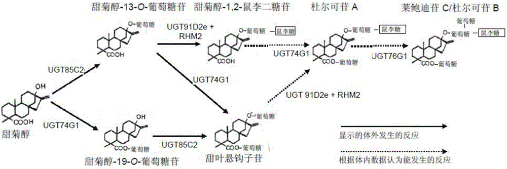 Recombinant production of steviol glycosides