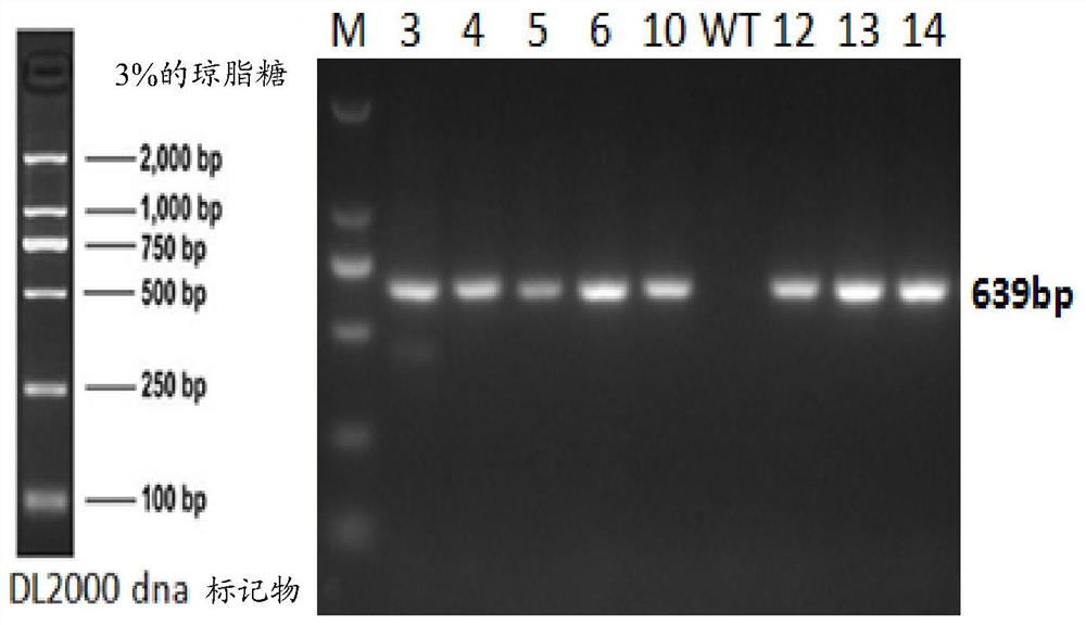 Method for carrying out gene modification on non-human animal and constructing immunodeficiency animal model