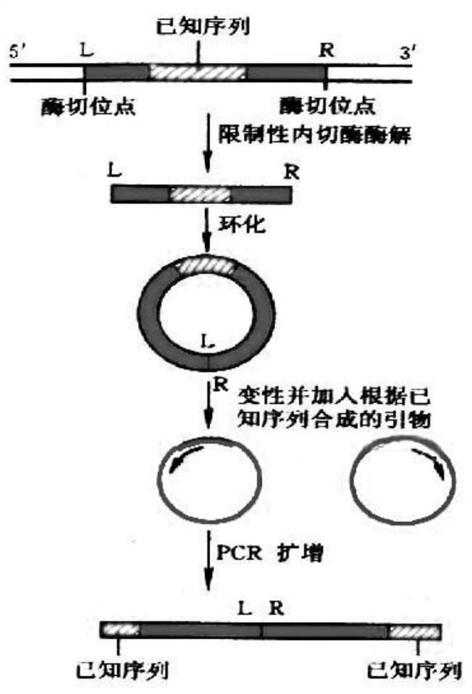 Method for carrying out gene modification on non-human animal and constructing immunodeficiency animal model