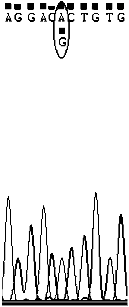 SNP (single nucleotide polymorphism) marker combination and identification method of small Meishan pig and raw meat product