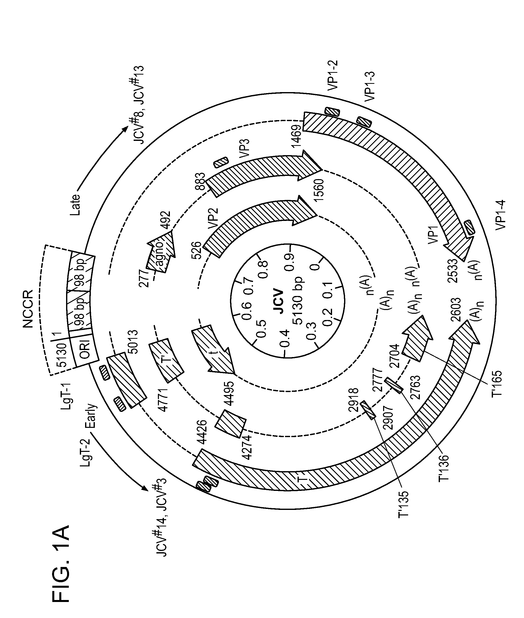 Compositions and methods for inhibiting jc virus (JCV)