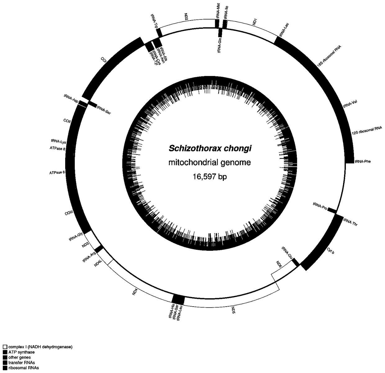 Amplification primer for amplifying complete sequence of mitochondrial genome of cyprinid fish and amplification method