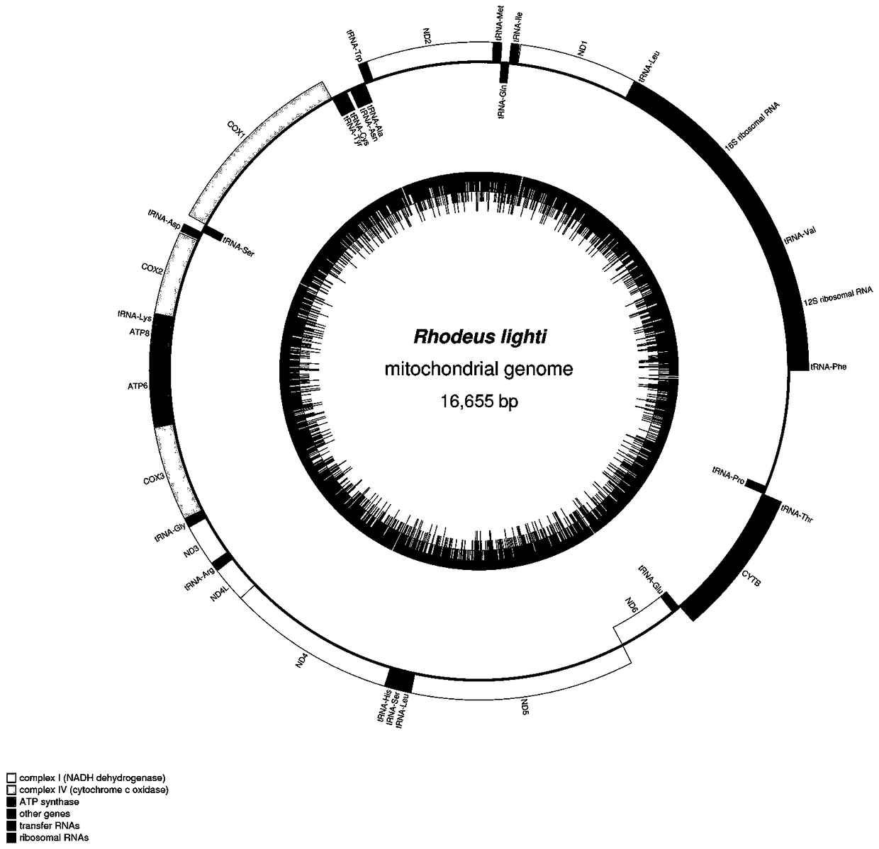 Amplification primer for amplifying complete sequence of mitochondrial genome of cyprinid fish and amplification method