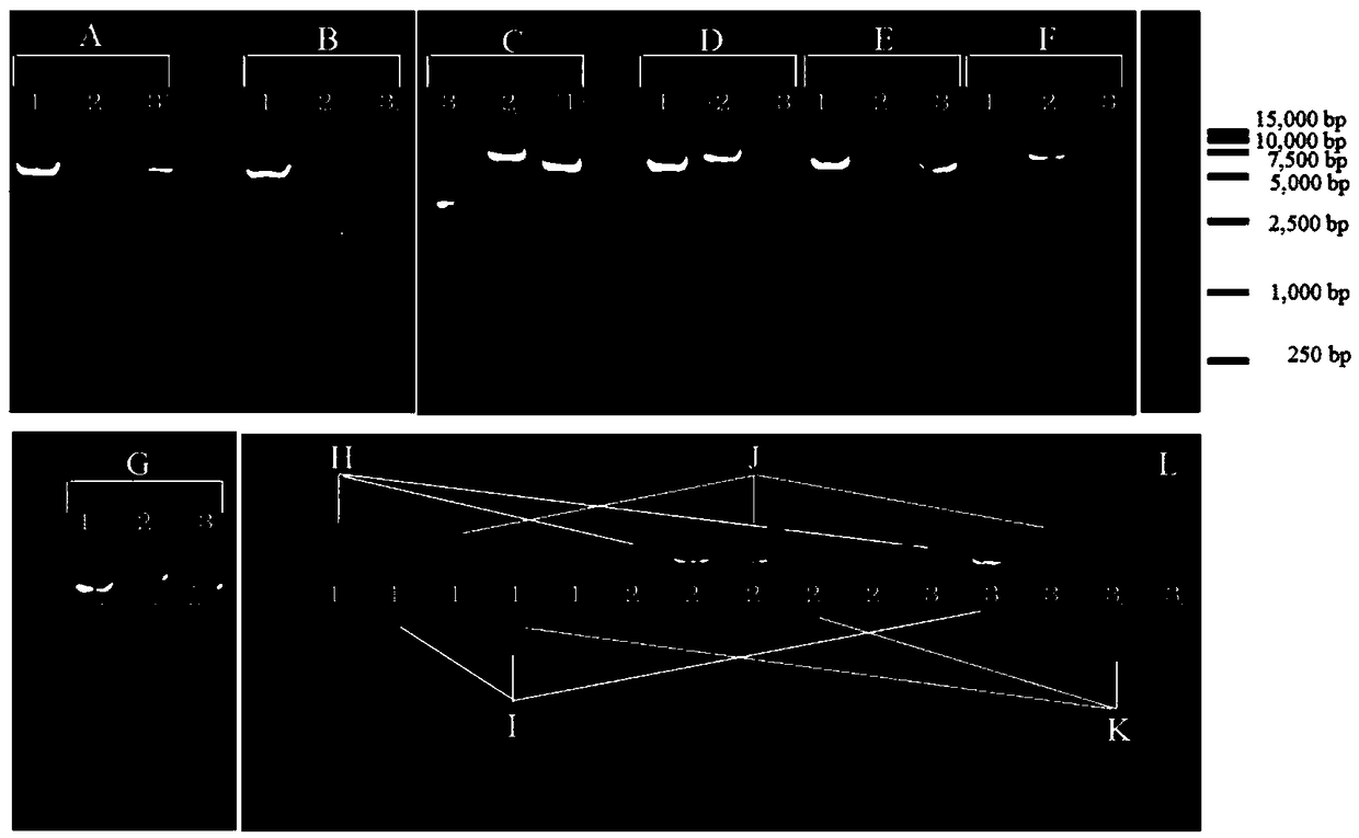 Amplification primer for amplifying complete sequence of mitochondrial genome of cyprinid fish and amplification method