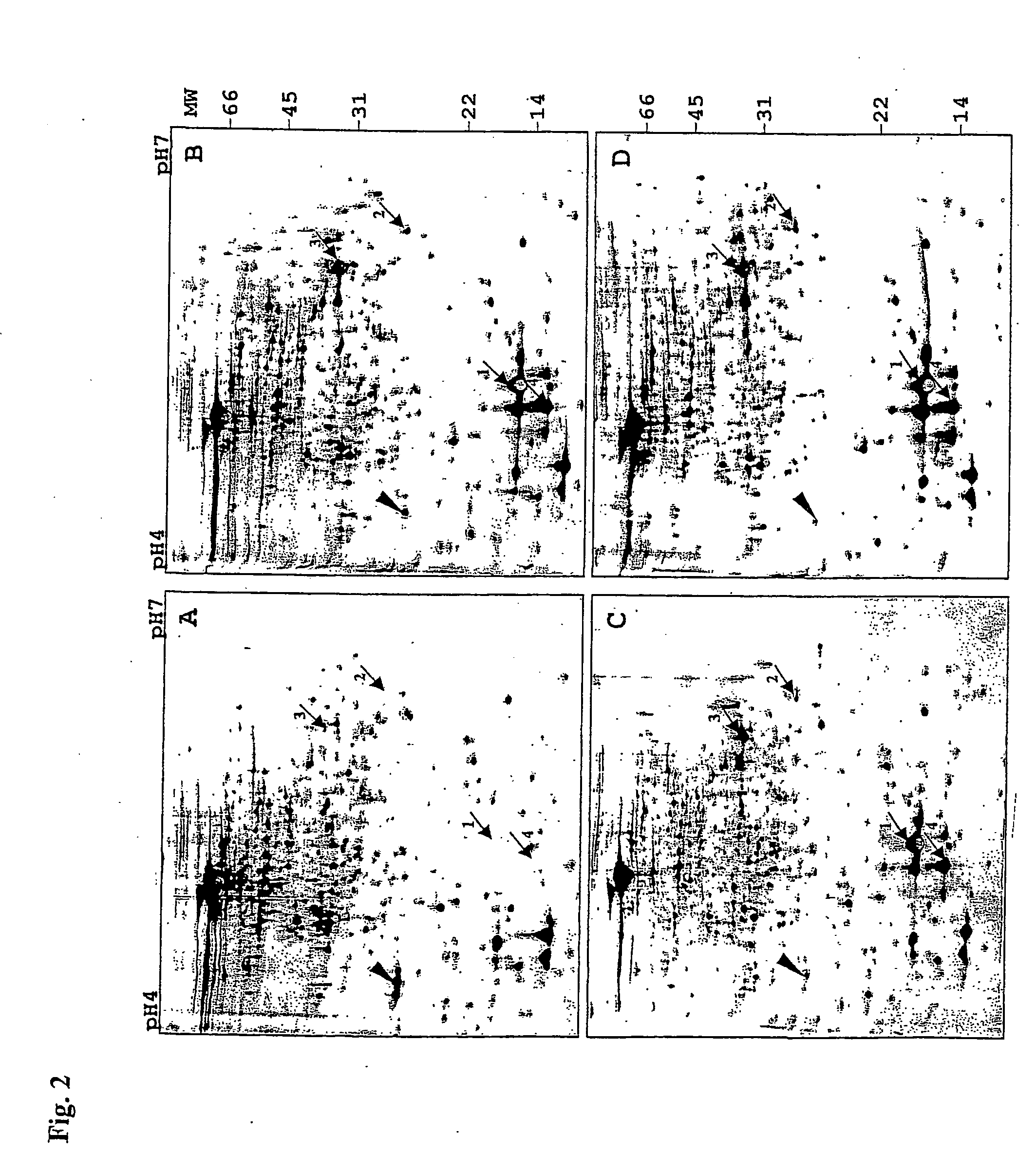 Dormancy induced mycobacterium proteins