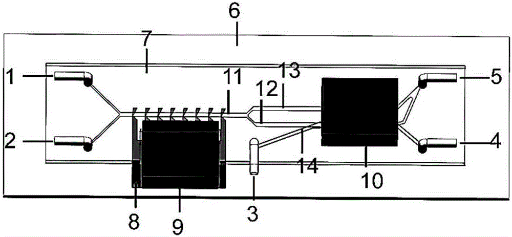 Three-dimensional micro-fluidic chip and method for improving cell purity magnetic separation