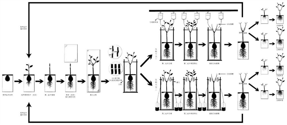 Cultivation method of clone avocado seedlings