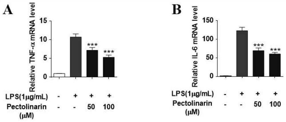 Application of pectolinarin in preparation of neuroinflammation inhibitors