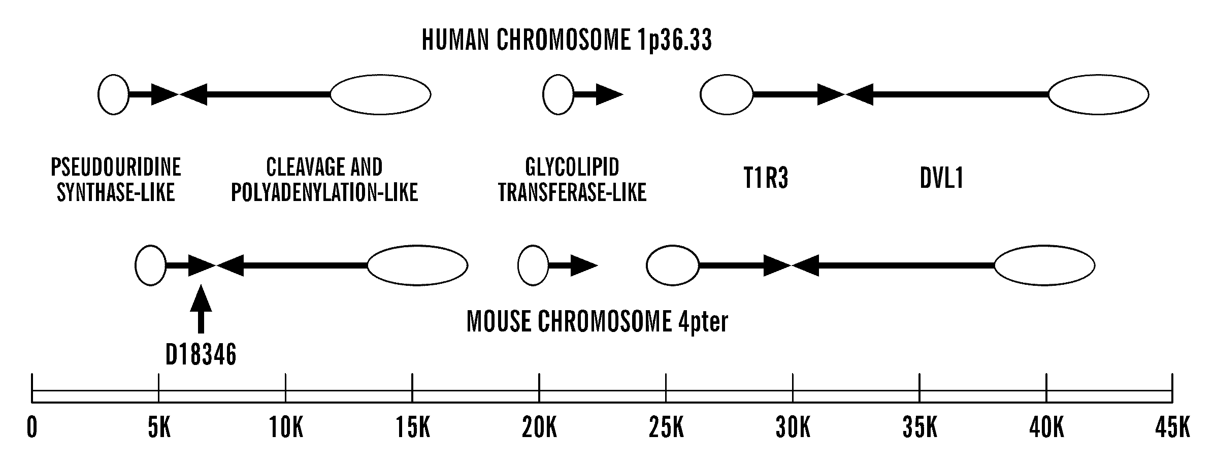 T1r3 a novel taste receptor