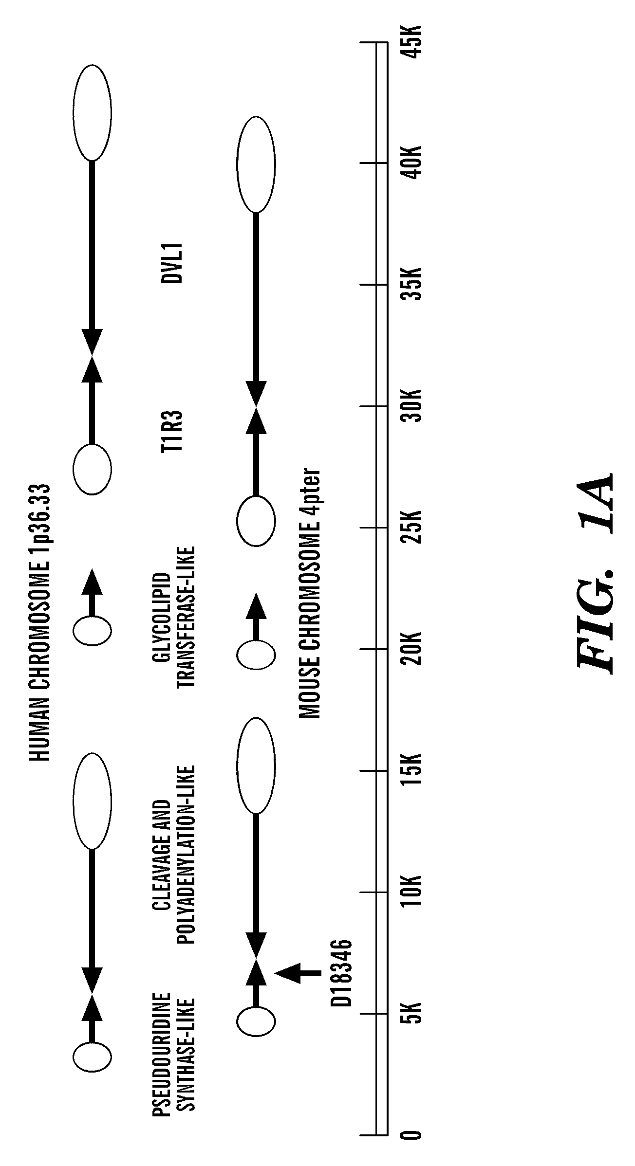 T1r3 a novel taste receptor