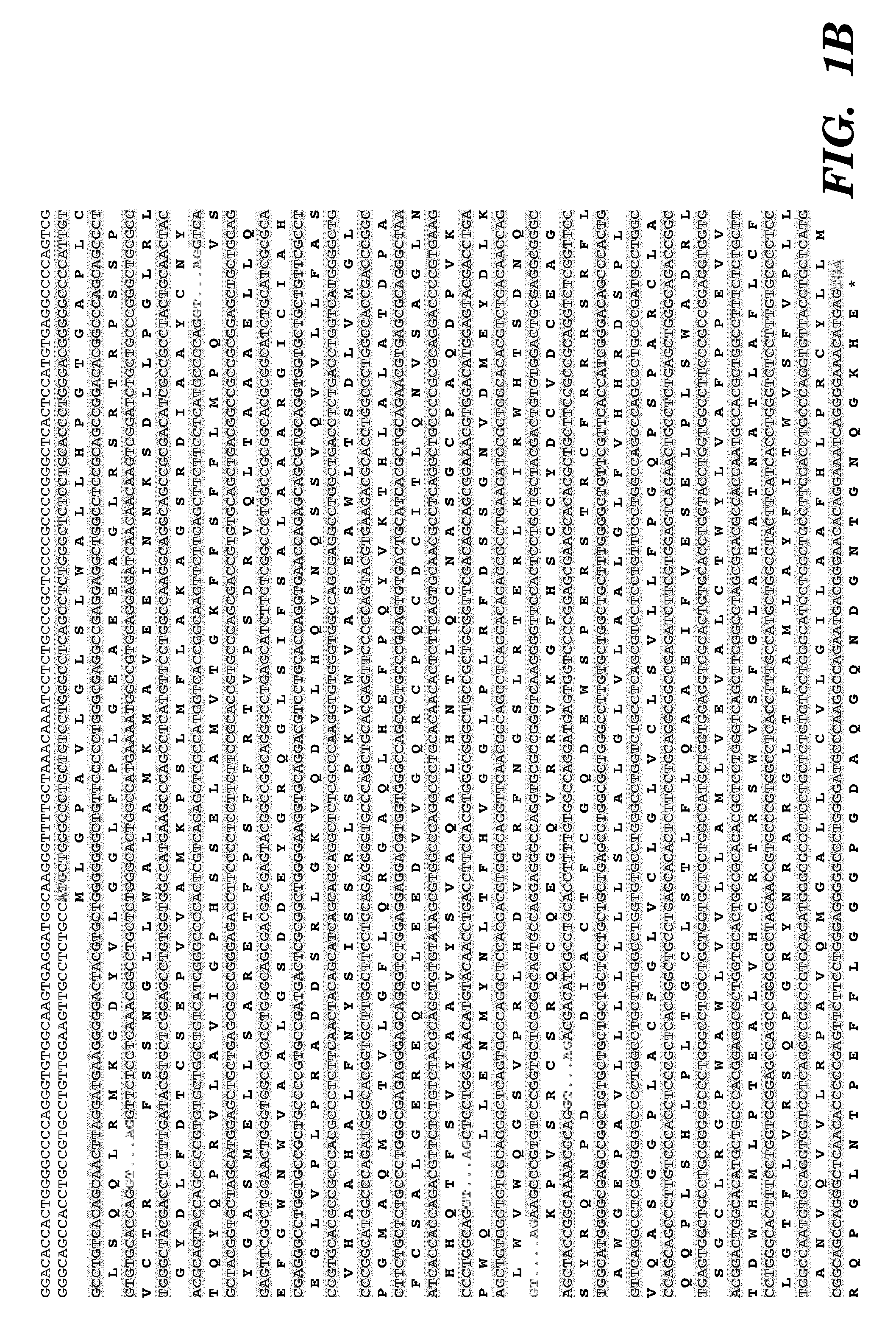 T1r3 a novel taste receptor