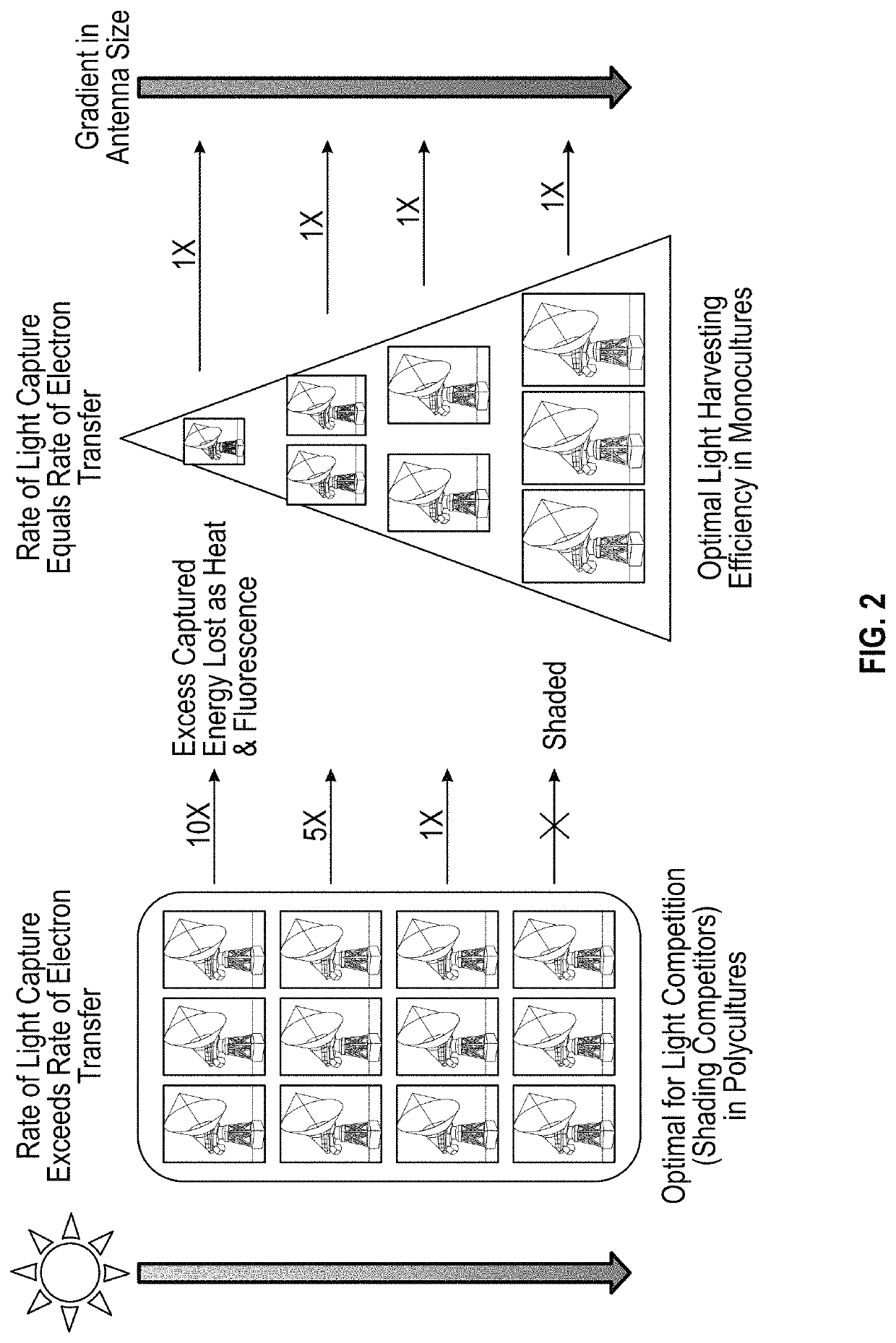 Transgenic plants with engineered redox sensitive modulation of photosynthetic antenna complex pigments and methods for making the same