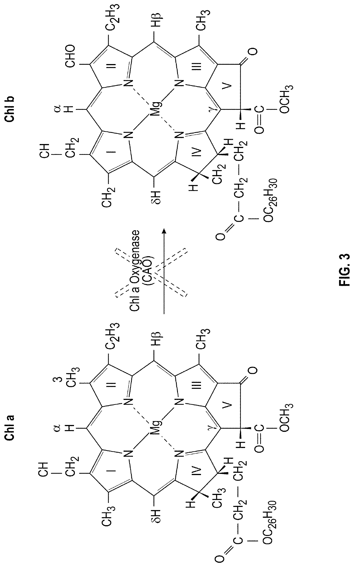 Transgenic plants with engineered redox sensitive modulation of photosynthetic antenna complex pigments and methods for making the same