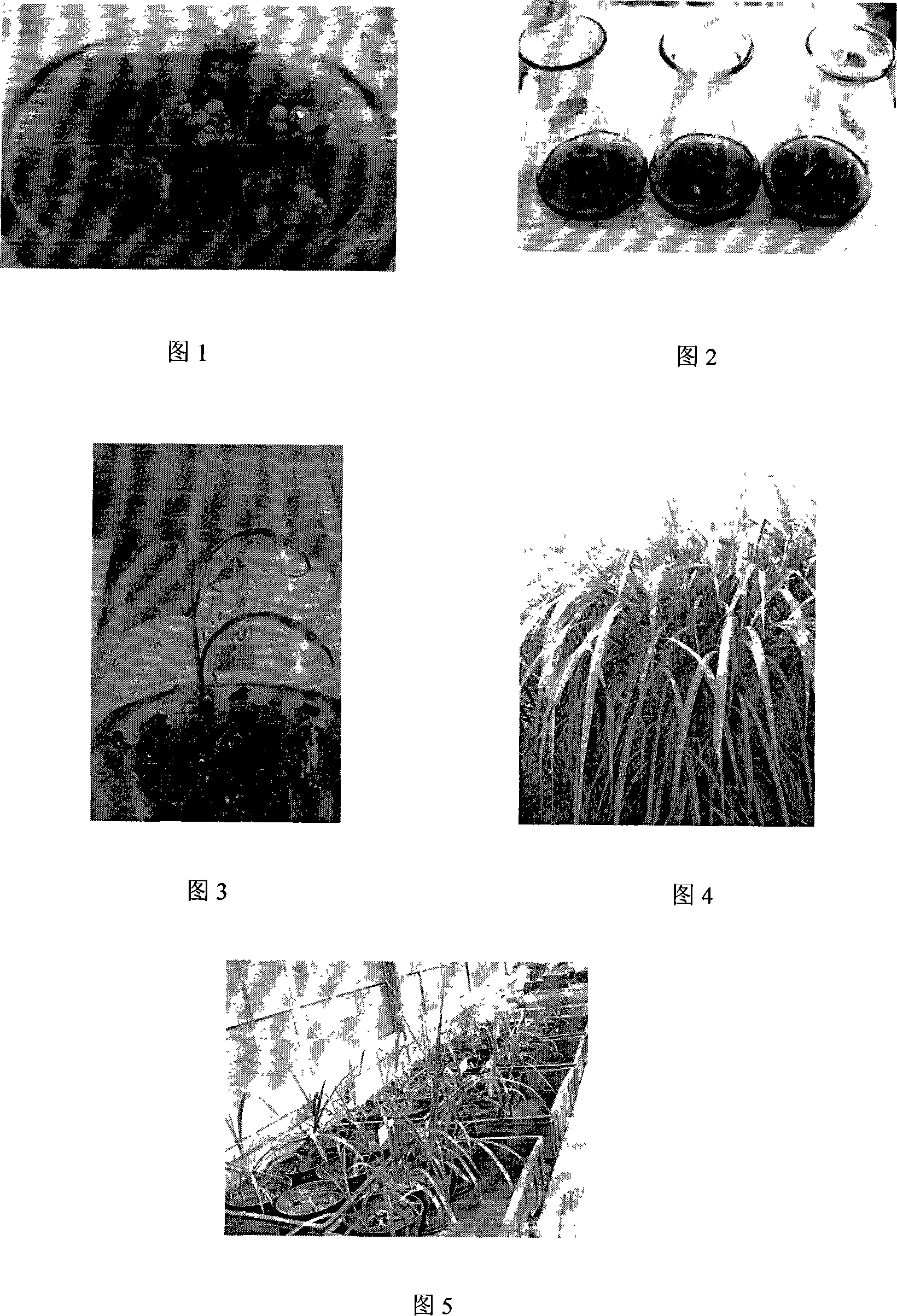 Method for exsomatizing screening grassiness salt resistsomatic mutation body