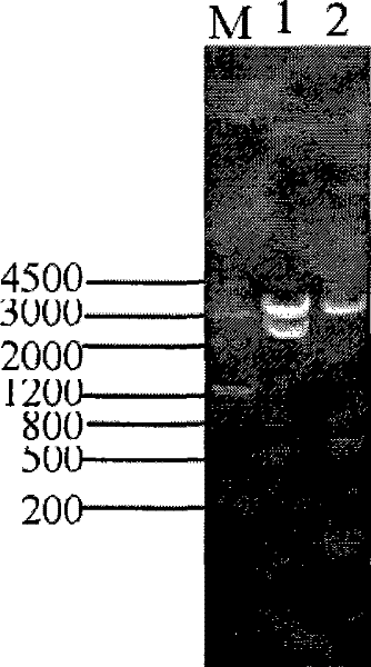 Rapid detection method of chicken infectious anemia virus and kit