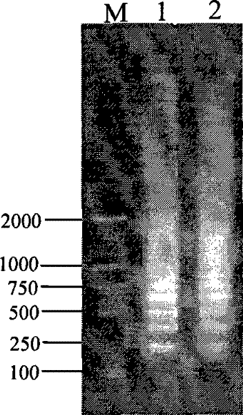 Rapid detection method of chicken infectious anemia virus and kit