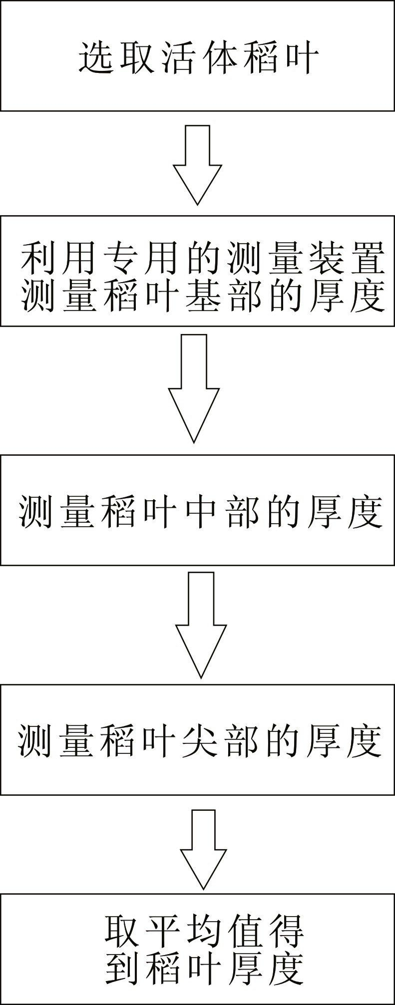 Living body measurement method and device of thickness of rice leaf