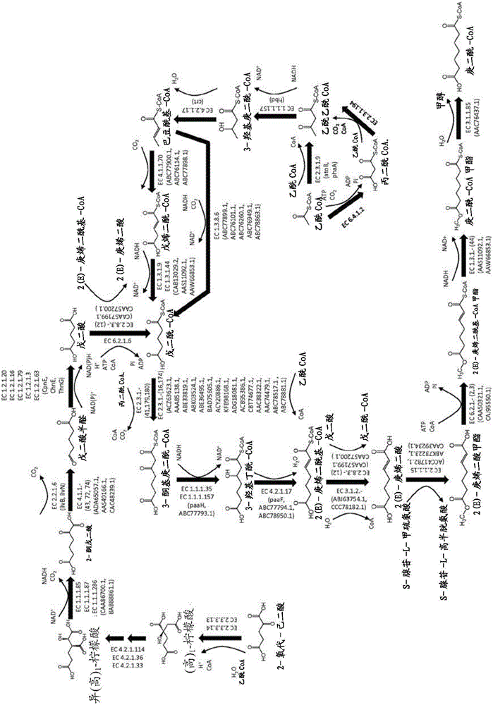 Methods, reagents and cells for biosynthesizing compound