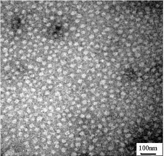 Gene-vector composition of targeted microglia as well as preparation method and application of gene-vector composition