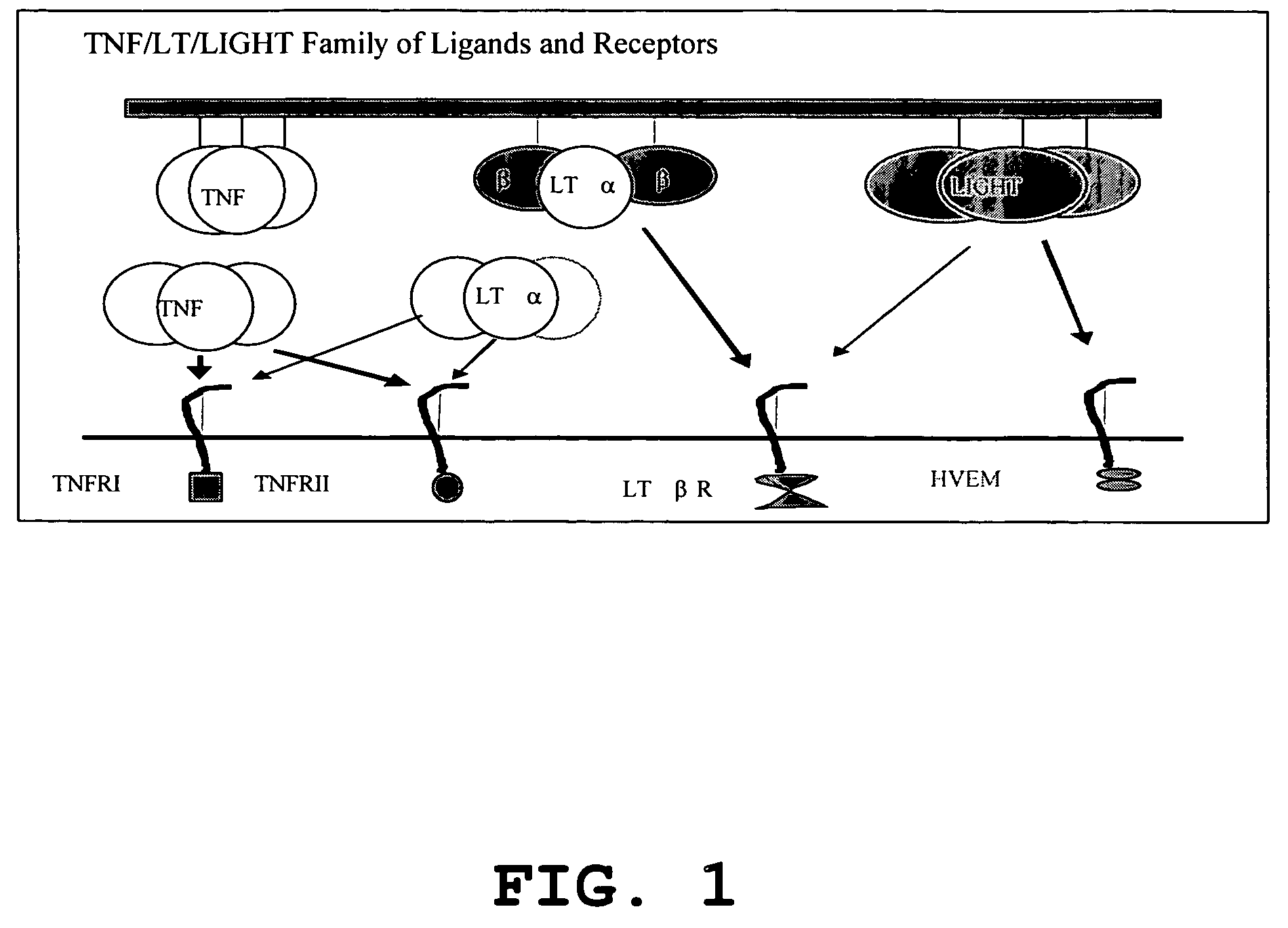 Increased T-cell tumor infiltration by mutant LIGHT