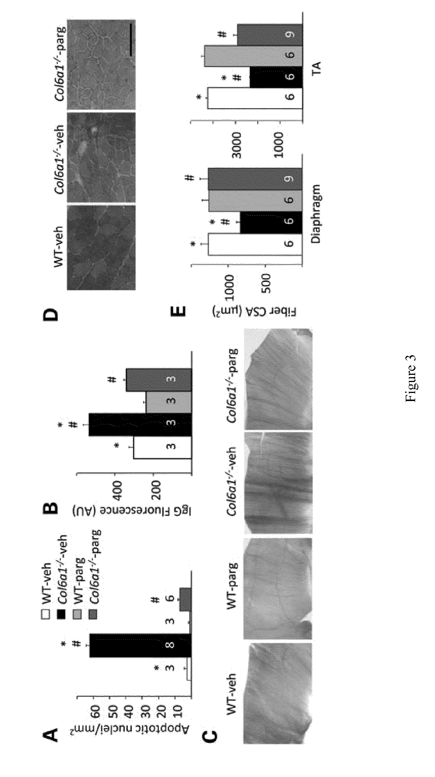 Treatment of muscular dystrophies and associated conditions by administration of monoamine oxidase inhibitors