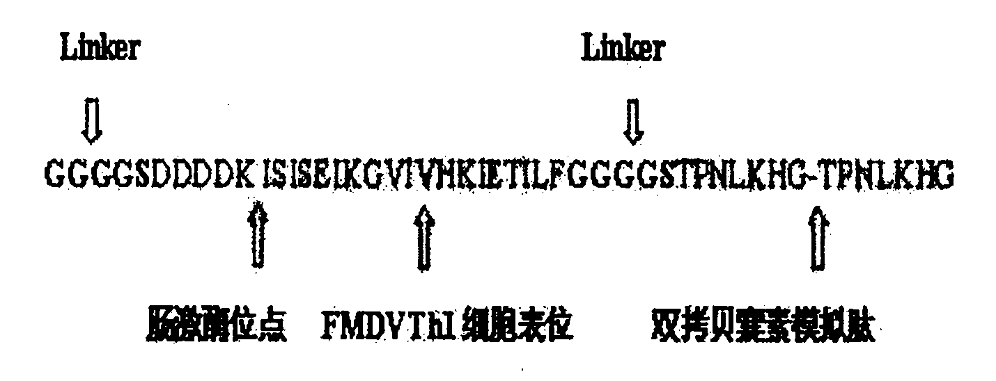 Preparation and use of swine foot-and-mouth disease recombinant immune composite peptide