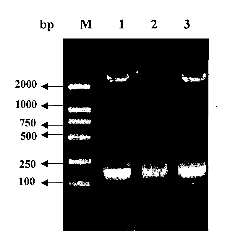 Preparation and use of swine foot-and-mouth disease recombinant immune composite peptide