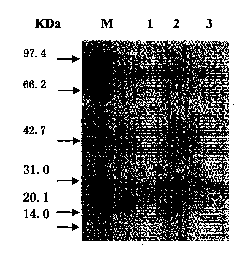 Preparation and use of swine foot-and-mouth disease recombinant immune composite peptide