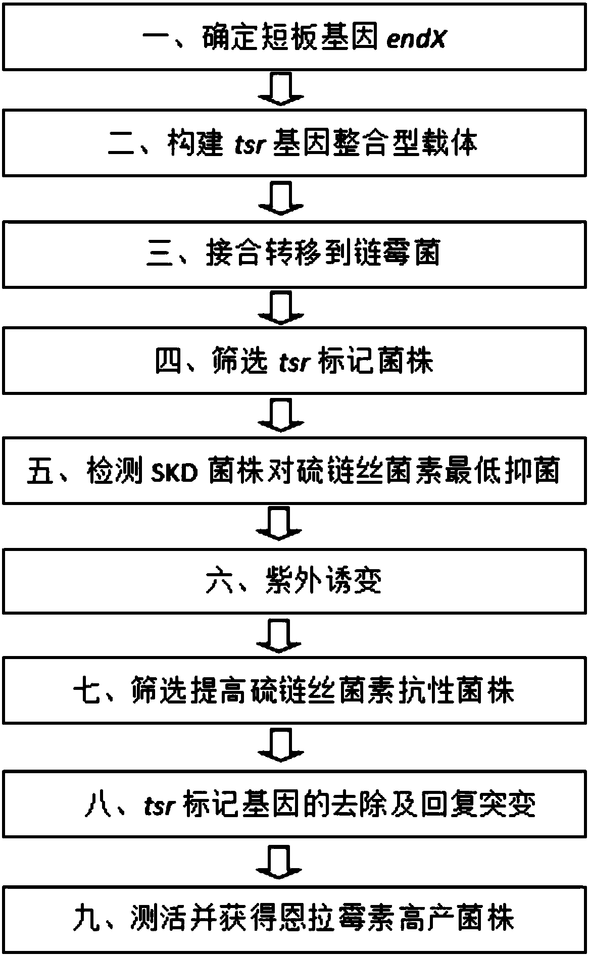 Method for breeding high-yield enramycin strain