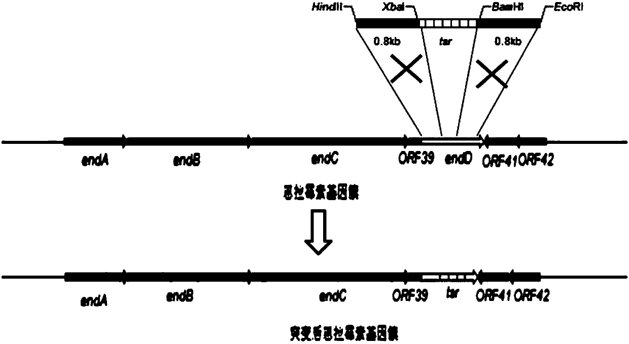 Method for breeding high-yield enramycin strain