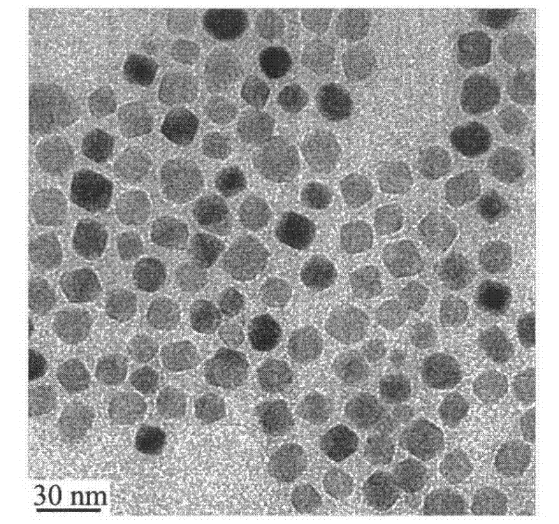 Preparation method of magnetic iron oxide nanoparticle capable of stably dispersing in water