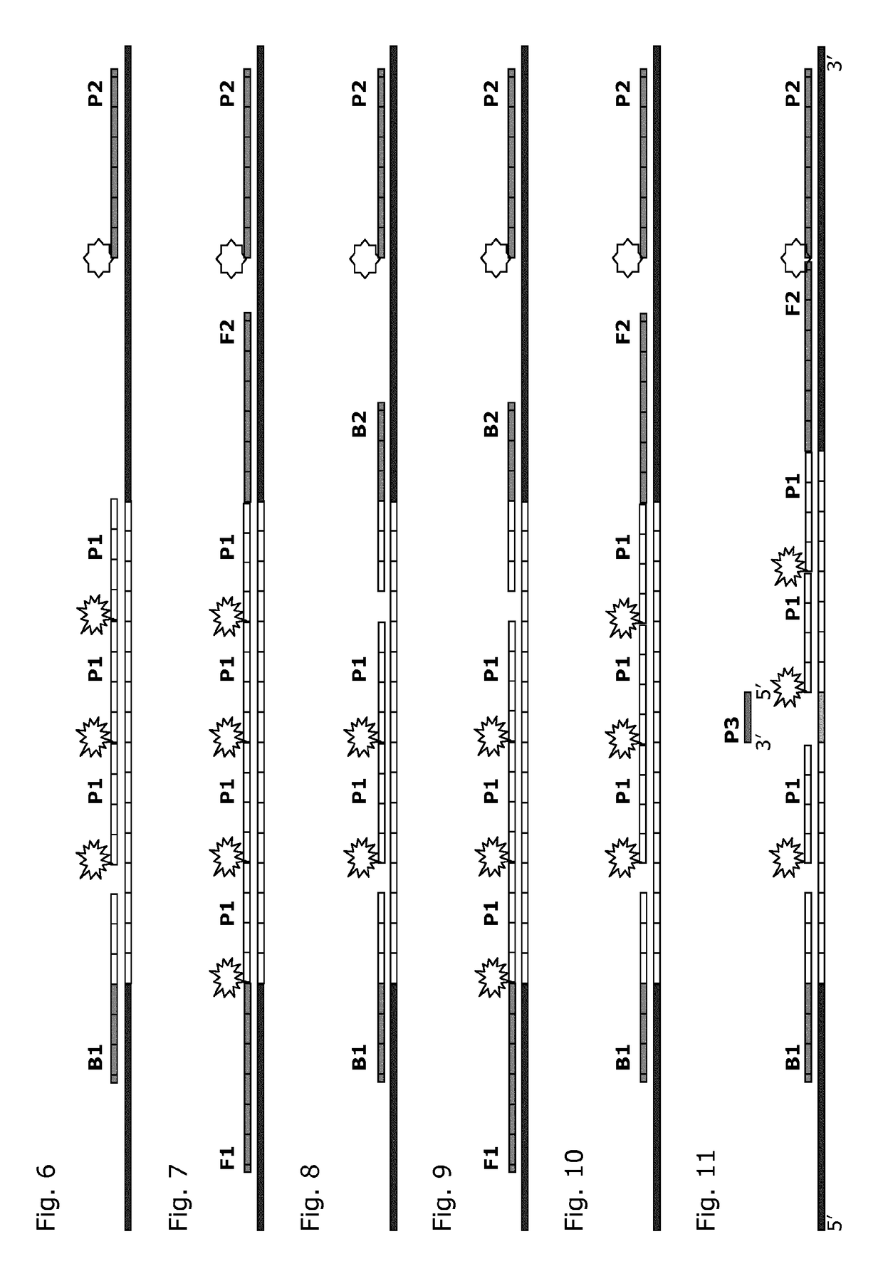 STR genotyping by differential hybridization