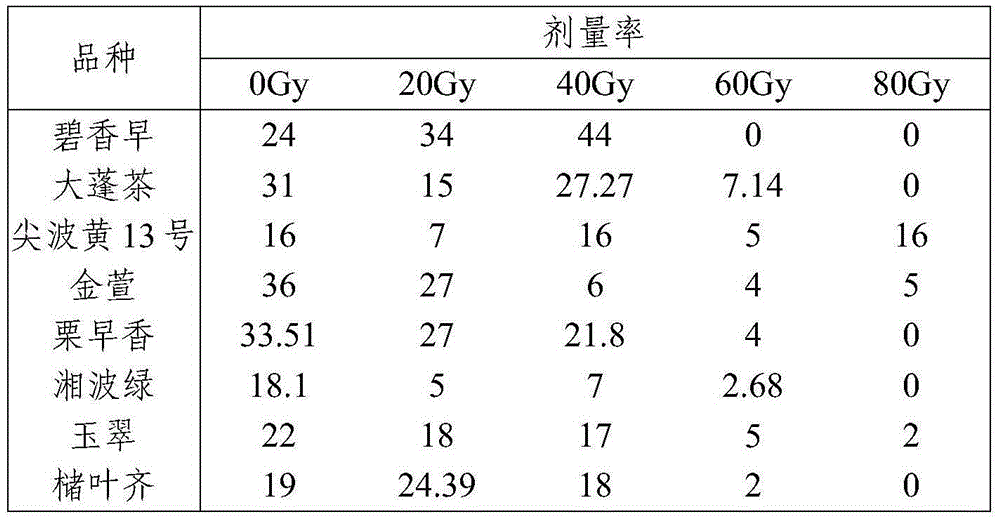 Radiation breeding and selecting method for tea tree