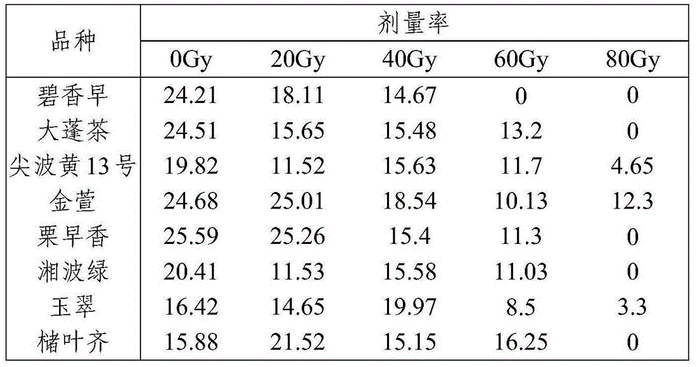 Radiation breeding and selecting method for tea tree