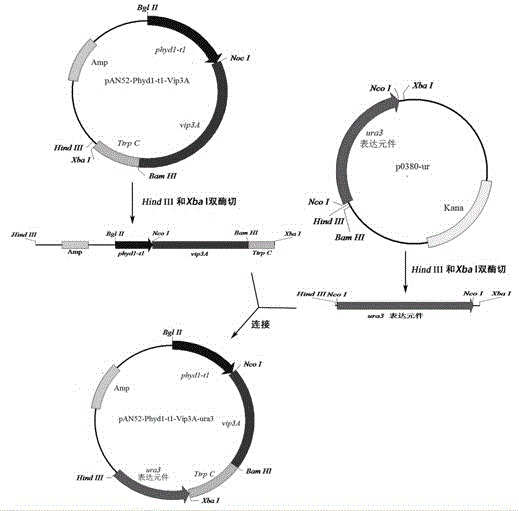 Transgenosis biocontrol engineering fungus for expressing stomach toxicity insecticidal protein by using endogenous security label and construction method of transgenosis biocontrol engineering fungus