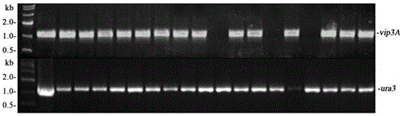 Transgenosis biocontrol engineering fungus for expressing stomach toxicity insecticidal protein by using endogenous security label and construction method of transgenosis biocontrol engineering fungus