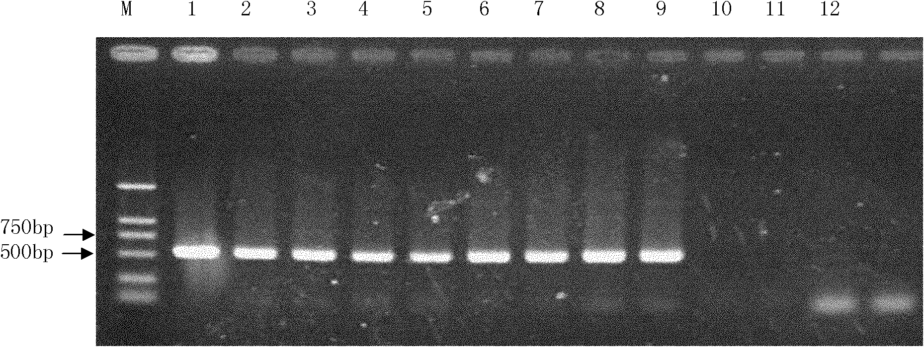 Specific primer pair for rapidly detecting cucumber green mottle mosaic viruses (CGMMV) and application thereof