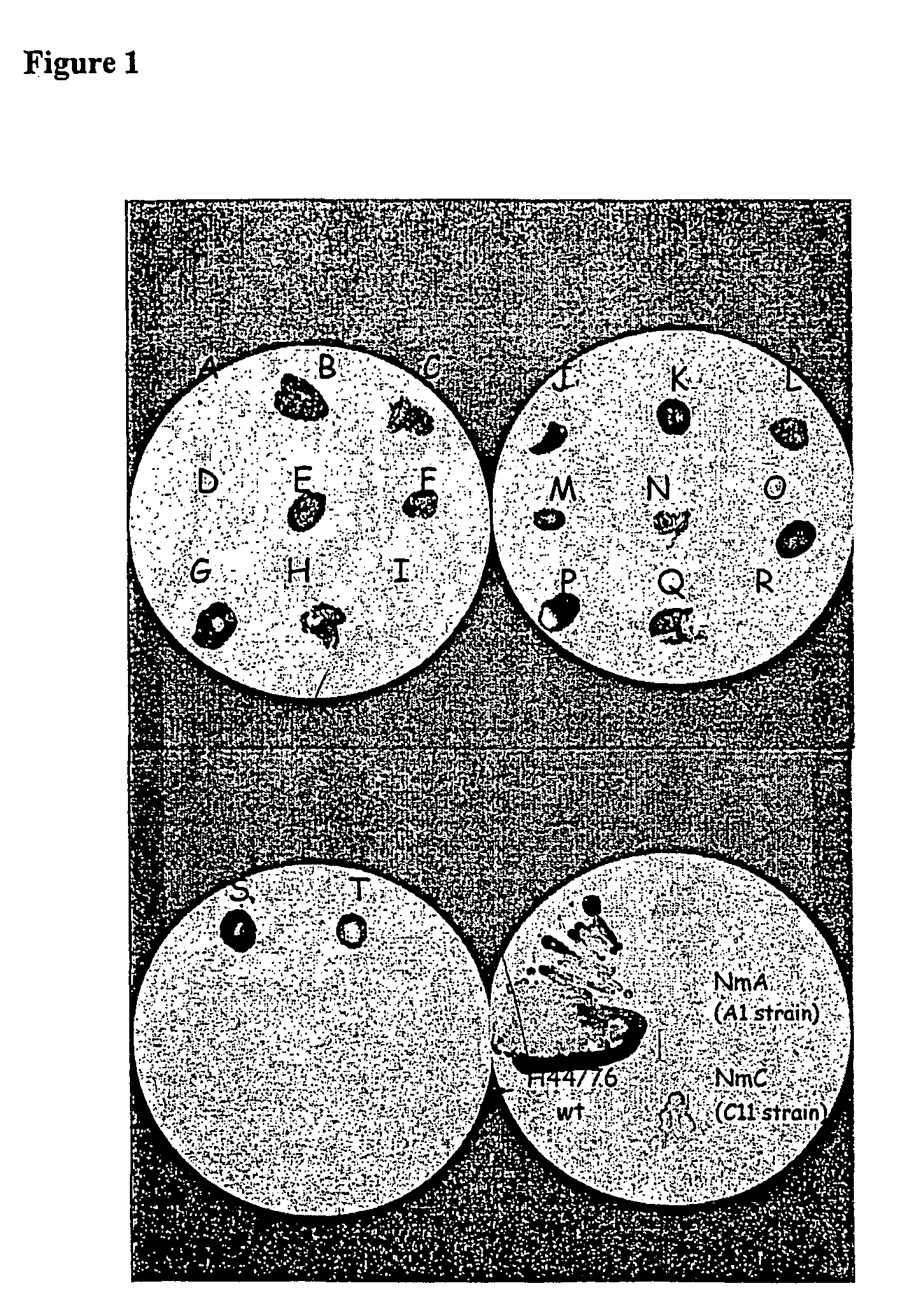 Vaccine composition