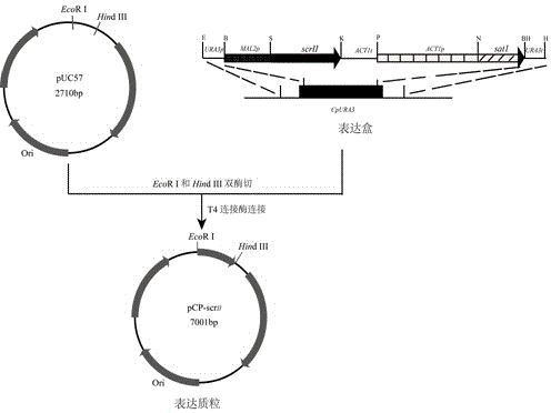 Recombinant bacterium obtained by in-situ expression of (R)-carbonyl reductase in candida parapsilosis and method using same to produce (R)-phenyl glycol efficiently