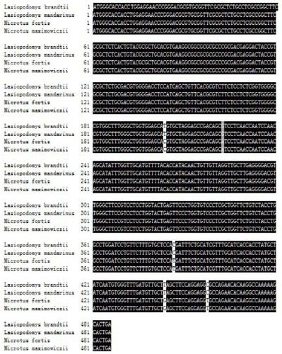 Primer Sets and Methods for Specific Amplification of the Coding Region of vkorc1 Genes of Voles and Microtus