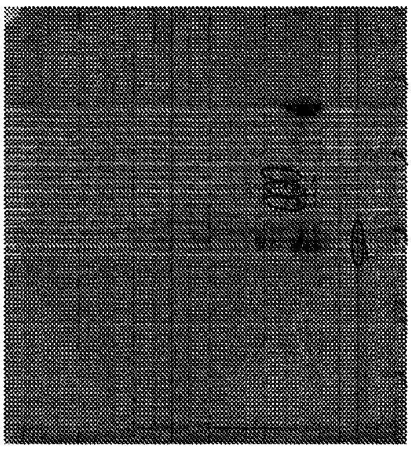 A method of manufacturing intravenous immunoglobulin from fraction iii