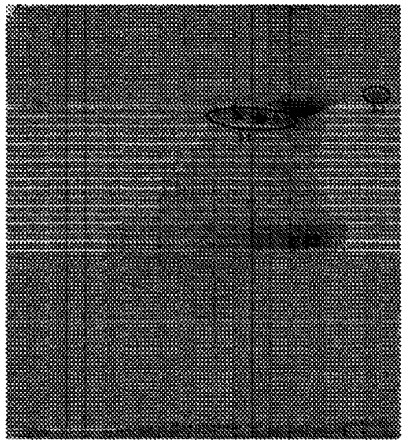 A method of manufacturing intravenous immunoglobulin from fraction iii