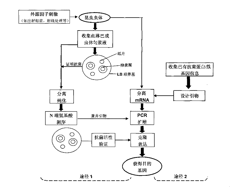 Construction of insect source antibiotic protein/peptide gene and screening method thereof