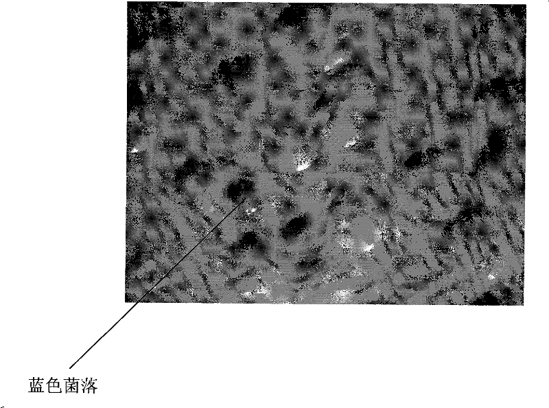 Construction of insect source antibiotic protein/peptide gene and screening method thereof