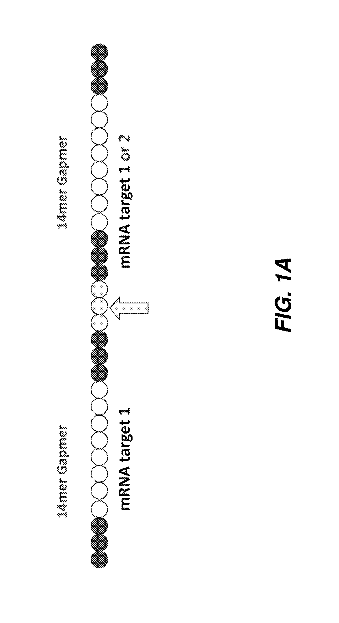 Multimeric oligonucleotide compounds