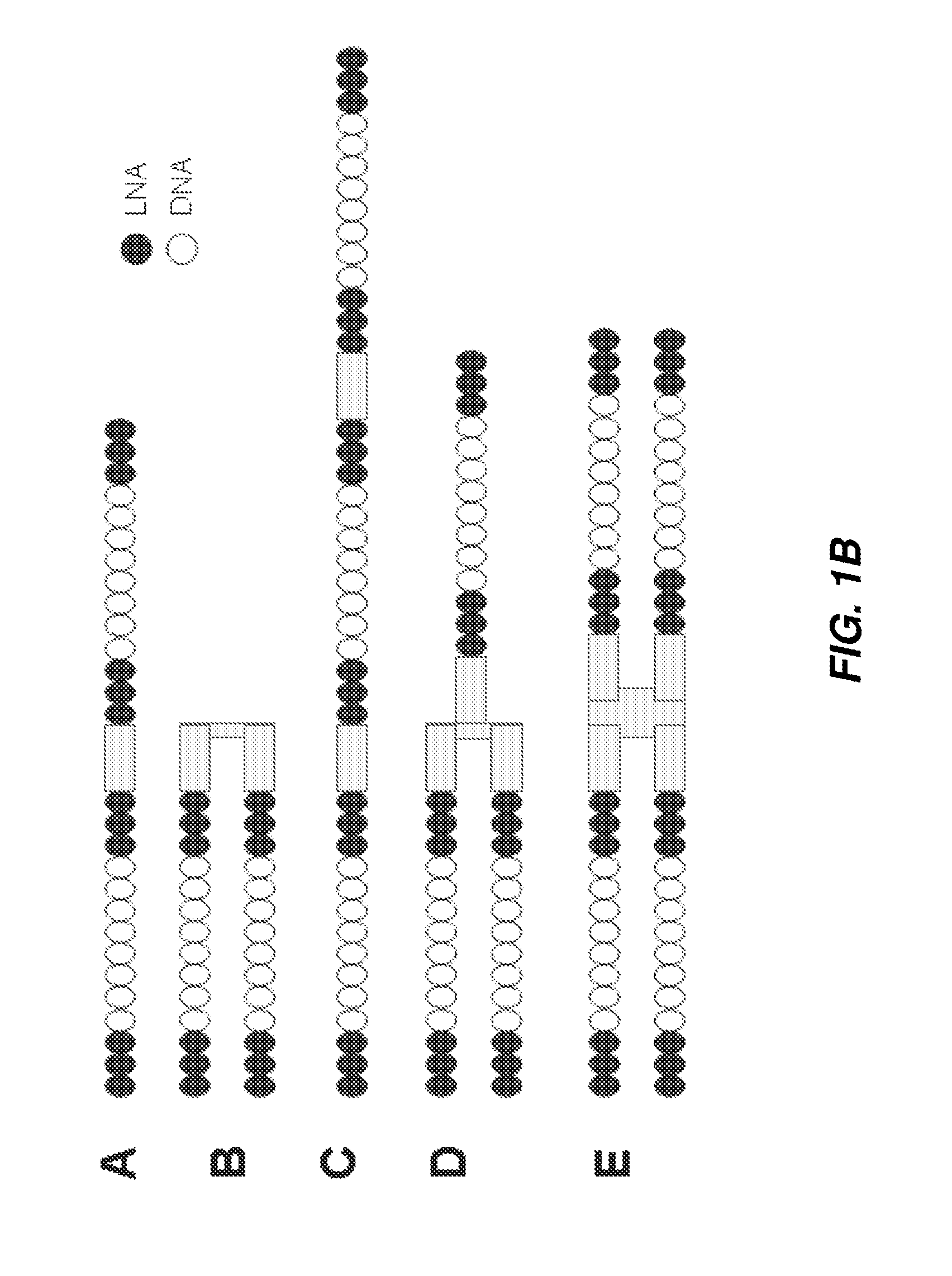 Multimeric oligonucleotide compounds