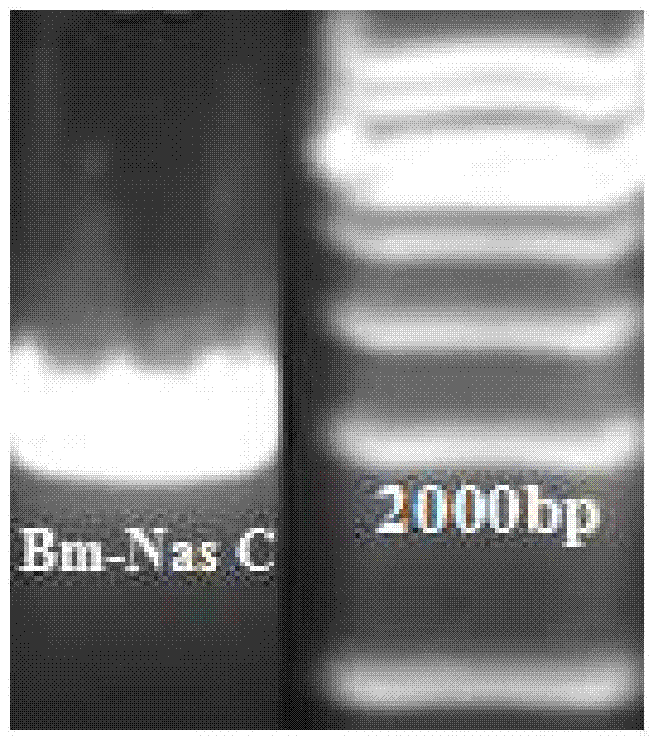 Bacillus megaterium nitrate reductase catalysis-electron transfer subunit coexpression carrier